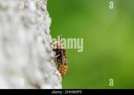 Hornet européen Vespa crabro se nourrissant de sève dans une forêt Banque D'Images