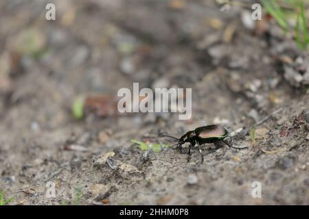 Calosoma inquisitor, chasseur de Caterpillar, marchant sur terre dans une forêt à feuilles caduques Banque D'Images