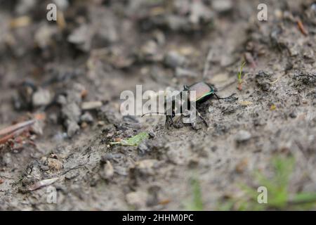 Calosoma inquisitor, chasseur de Caterpillar, marchant sur terre dans une forêt à feuilles caduques Banque D'Images