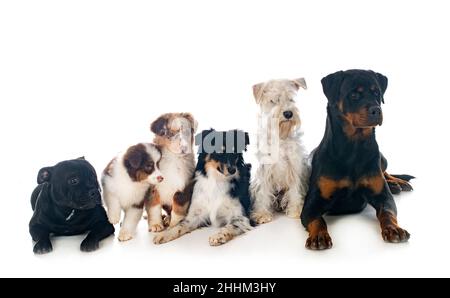 Six chiens in front of white background Banque D'Images