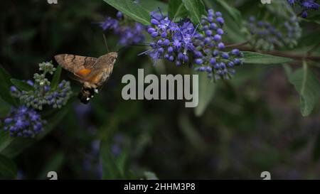 Un insecte bourdon recueille industrieusement le nectar des fleurs violettes dans le jardin.Mouvement rapide des ailes Banque D'Images
