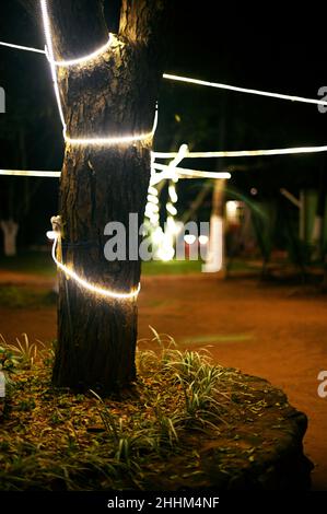 Portrait d'un tronc d'arbre Banque D'Images