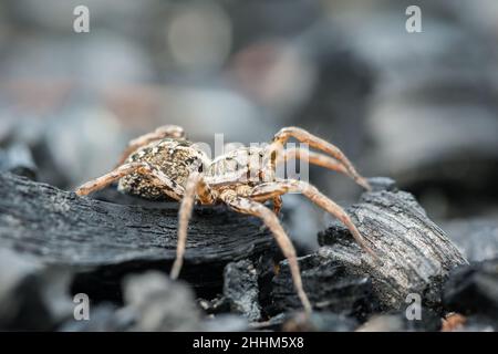 Grande araignée de renard (Alopecosa fabricilis) Banque D'Images