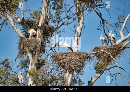Un grand groupe de cigognes se reposant dans de grands nids dans un arbre Banque D'Images