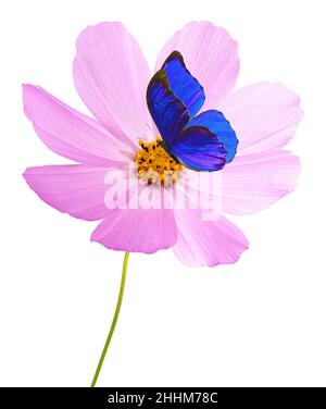 fleur cosmos et papillon violet isolés sur fond blanc.Cosmos roses.Masque. Banque D'Images