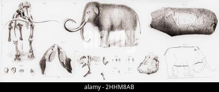 Dessins du mammouth laineux éteint, Mammuthus primigenius, plus fragments fouillés.La figure 10 montre un morceau d'ivoire avec le contour d'un mammouth laineux sculpté dans celui-ci.Après une gravure publiée par la Société de recherche naturelle de Zurich en 1892. Banque D'Images