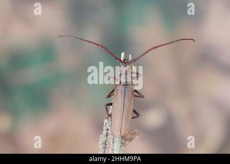 Aegosoma scabrricorne un grand dendroctone européen en voie de disparition, en vue rapprochée Banque D'Images