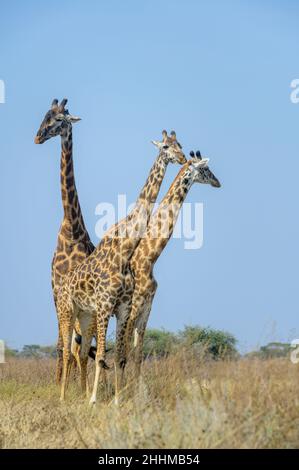 Trois girafes Masai (Giraffa camelopardalis tippelskirchii) debout sur la savane avec un mâle suivi de la femelle pour l'accouplement, Ngorongoro conservation AR Banque D'Images