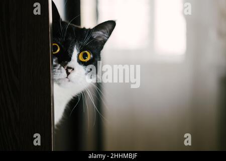 Tuxedo noir et blanc drôle de chat regardant la caméra de l'étagère. Banque D'Images