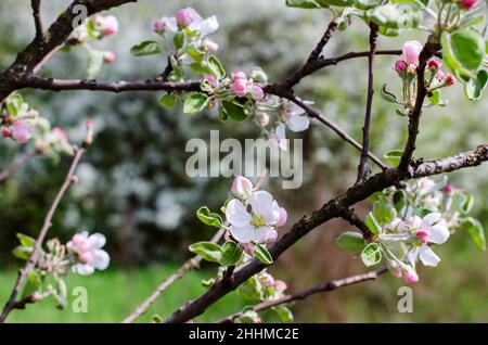 Arbre de pomme en fleur au printemps en plein soleil Banque D'Images