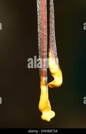 Comet ou Moth de lune, Argema mittrei, papillon originaire des forêts tropicales de Madagascar. Banque D'Images