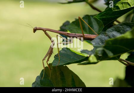 Grand Mantid brun (mantis de prière) - Archimantis latistyla - sur les feuilles vertes de l'hibiscus, en regardant à gauche.Jardin dans le Queensland, Australie. Banque D'Images