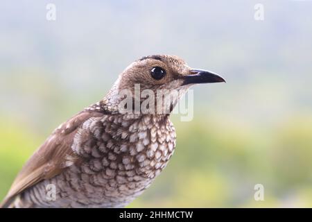 Femme Regent Bowerbird gros plan Banque D'Images