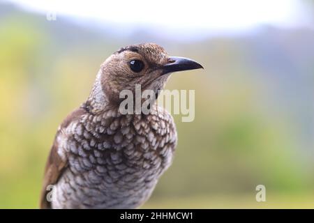 Femme Regent Bowerbird gros plan Banque D'Images