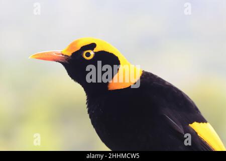 Regent Bowerbird gros plan de l'homme Banque D'Images