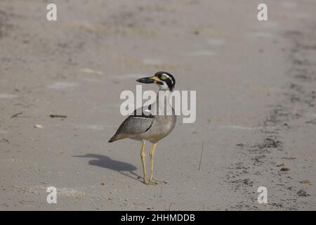 Plage Pierre-Curlew Banque D'Images