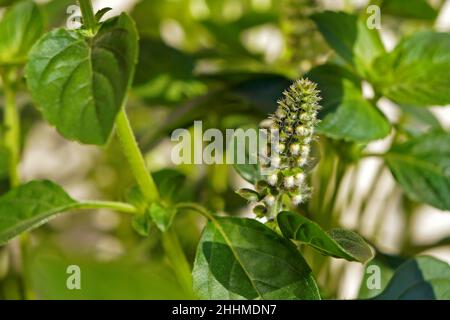 Fleurs de basilic dans le jardin Banque D'Images