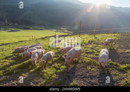 Porcs en ferme en Suisse Banque D'Images