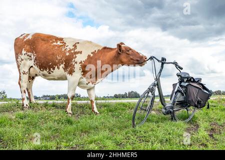 Vache et vélo, curieusement elle lèche la poignée, avec son cou tendu et soigneusement sur une digue verte herbeuse en Hollande. Banque D'Images