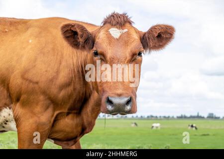 Tête de vache rouge avec nez noir et expression amicale calme et fond bleu pâle. Banque D'Images