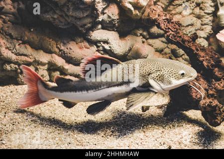 Phractocephalus hemioliopterus - poisson-chat gris, tacheté, à queue rouge Banque D'Images