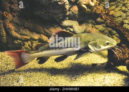 Phractocephalus hemioliopterus - poisson-chat gris, tacheté, à queue rouge Banque D'Images