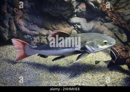 Phractocephalus hemioliopterus - poisson-chat gris, tacheté, à queue rouge Banque D'Images