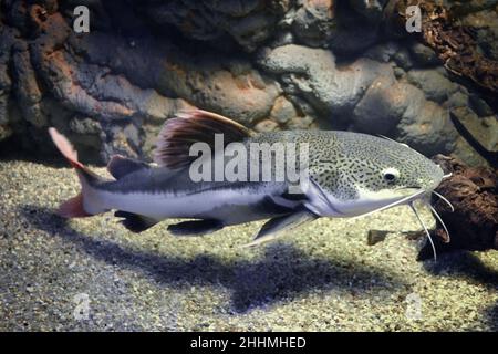 Phractocephalus hemioliopterus - poisson-chat gris, tacheté, à queue rouge Banque D'Images