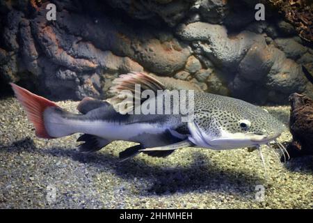 Phractocephalus hemioliopterus - poisson-chat gris, tacheté, à queue rouge Banque D'Images