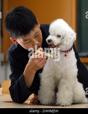 TOILETTAGE DE CHIENS À L'INSTITUE POUR MINEURS.VISITE DES CHIENS DES CHENILS SAMSUNG EVERLAND.LES CHENILS SONT IMPLIQUÉS DANS LA FORMATION DES CHIENS GUIDES, L'AUDITION DES CHIENS POUR LES SOURDS, LES CHIENS DE RECHERCHE ET DE SAUVETAGE AINSI QUE LES CHIENS D'ÉLEVAGE POUR LE PERSONNEL COMME PETS.KOREA.PHOTO : GARYROBERTSPHOTO.COM Banque D'Images