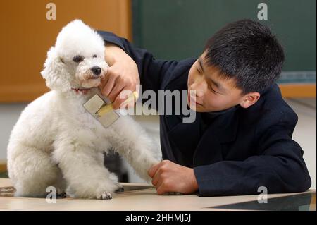 TOILETTAGE DE CHIENS À L'INSTITUE POUR MINEURS.VISITE DES CHIENS DES CHENILS SAMSUNG EVERLAND.LES CHENILS SONT IMPLIQUÉS DANS LA FORMATION DES CHIENS GUIDES, L'AUDITION DES CHIENS POUR LES SOURDS, LES CHIENS DE RECHERCHE ET DE SAUVETAGE AINSI QUE LES CHIENS D'ÉLEVAGE POUR LE PERSONNEL COMME PETS.KOREA.PHOTO : GARYROBERTSPHOTO.COM Banque D'Images