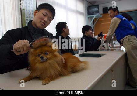 TOILETTAGE DE CHIENS À L'INSTITUE POUR MINEURS.VISITE DES CHIENS DES CHENILS SAMSUNG EVERLAND.LES CHENILS SONT IMPLIQUÉS DANS LA FORMATION DES CHIENS GUIDES, L'AUDITION DES CHIENS POUR LES SOURDS, LES CHIENS DE RECHERCHE ET DE SAUVETAGE AINSI QUE LES CHIENS D'ÉLEVAGE POUR LE PERSONNEL COMME PETS.KOREA.PHOTO : GARYROBERTSPHOTO.COM Banque D'Images