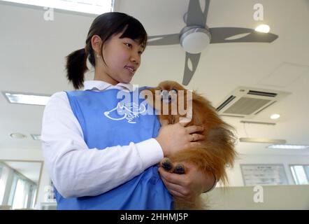 PERSONNEL DES CHENILS SAMSUNG EVERLAND.LES CHENILS SONT IMPLIQUÉS DANS LA FORMATION DES CHIENS GUIDES, L'AUDITION DES CHIENS POUR LES SOURDS, LES CHIENS DE RECHERCHE ET DE SAUVETAGE AINSI QUE LES CHIENS D'ÉLEVAGE POUR LE PERSONNEL COMME PETS.KOREA.PHOTO : GARYROBERTSPHOTO.COM Banque D'Images