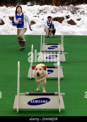 L'ÉQUIPE D'AGILITÉ DES CHIENS DES CHENILS SAMSUNG EVERLAND.LES CHENILS SONT IMPLIQUÉS DANS LA FORMATION DES CHIENS GUIDES, L'AUDITION DES CHIENS POUR LES SOURDS, LES CHIENS DE RECHERCHE ET DE SAUVETAGE AINSI QUE LES CHIENS D'ÉLEVAGE POUR LE PERSONNEL COMME PETS.KOREA.PHOTO : GARYROBERTSPHOTO.COM Banque D'Images