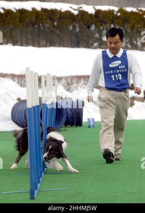 L'ÉQUIPE D'AGILITÉ DES CHIENS DES CHENILS SAMSUNG EVERLAND.LES CHENILS SONT IMPLIQUÉS DANS LA FORMATION DES CHIENS GUIDES, L'AUDITION DES CHIENS POUR LES SOURDS, LES CHIENS DE RECHERCHE ET DE SAUVETAGE AINSI QUE LES CHIENS D'ÉLEVAGE POUR LE PERSONNEL COMME PETS.KOREA.PHOTO : GARYROBERTSPHOTO.COM Banque D'Images