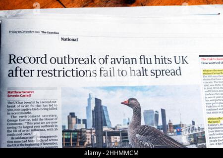« le record de l'épidémie de grippe aviaire frappe le Royaume-Uni après que les restrictions tombent à l'arrêt de la propagation » le journal Guardian titre article 10 décembre 2021 Londres Royaume-Uni Grande-Bretagne Banque D'Images