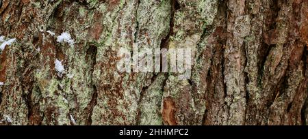 Gros plan de la texture de l'écorce de l'arbre avec peu de neige.Motif d'arrière-plan naturel de l'écorce d'arbre.Surface rugueuse du tronc.Mousse verte et lichen sur bois naturel. Banque D'Images
