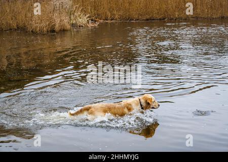 Un chien de retriever doré éclabousse par l'eau en jouant à Frensham Little Pond près de Farnham, Surrey, au sud-est de l'Angleterre Banque D'Images