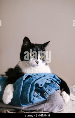 Drôle de chat de tuxedo noir et blanc regardant la caméra d'une pile de vêtements avec sa langue. Banque D'Images