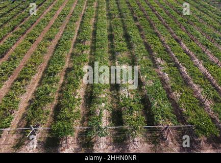 Vue panoramique depuis un drone d'un vignoble vert verdoyant avec des rangées nettes si des vignes dans un champ agricole sur un domaine viticole Banque D'Images