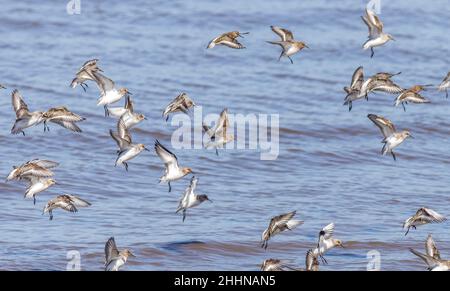 Nœud (Calidris canutus) en vol sur la côte. Banque D'Images