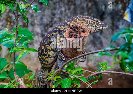 Varan Lizard sur l'arbre à Zanzibar, Tanzanie Banque D'Images