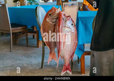 Les chasseurs de sapeurs frais sont introduits au restaurant par un pêcheur, Zanzibar, Tanzanie. Banque D'Images