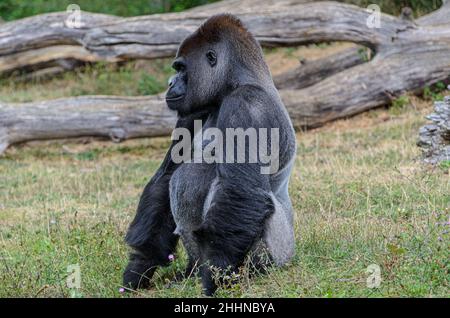 Temps d'alimentation pour les gorilles au parc animalier de la Vallée des singes près de Civray, Vienne en France, près de Poitiers et Futuroscope. Banque D'Images