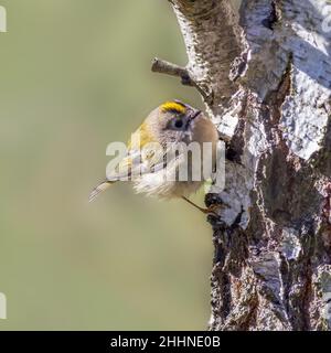 Goldcrest (Regulus regulus) sur un arbre Banque D'Images