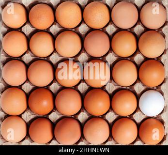 Faire dorer les œufs de poulet frais blancs dans le contenant en carton.Vue de dessus Banque D'Images
