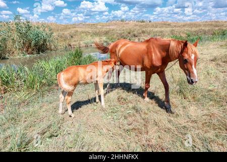 Chevaux mère et foal .Jument domestique et colt sur le pâturage Banque D'Images