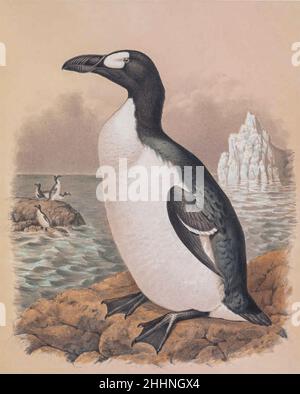 Le grand auk (Pinguinus impennis) est une espèce d'alcide sans flightless qui s'est éteinte au milieu du siècle 19th.C'était la seule espèce moderne du genre Pinguinus.Il n'est pas étroitement lié aux oiseaux maintenant connus comme les pingouins, qui ont été découverts plus tard par les Européens et ainsi nommés par les marins en raison de leur ressemblance physique à la grande auk. Teinté lithographie illustré par Joseph Smit,D'après le livre « les beaux et curieux oiseaux du monde » de Charles Barney Cory, publié par l'auteur pour les abonnés Boston USA 1883.Les plaques sont des lithographies teintées, certaines avec han supplémentaire Banque D'Images