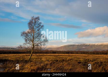 Arbre unique en champ dans la réserve naturelle rurale de Lenzie East Dunbartonshire, Écosse Banque D'Images