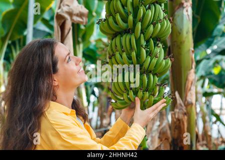 Femme agriculteur agronome contrôle de la culture bande de culture mûre bananes jaunes fruits récolte de jeunes palmiers contre la plantation, jardin tropical Banque D'Images
